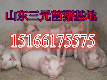 最新行情分析